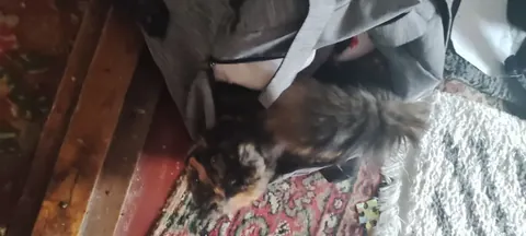 The cat's back on a rug by the wooden steps.