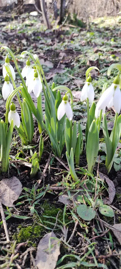 Snowdrops coming up through last year's leaves.