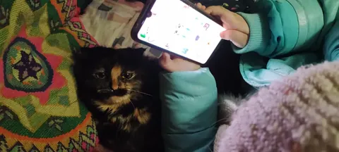 The cat on the patterned blanket, a child's hands holding a phone above it.