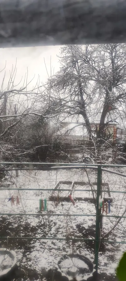 The garden through a basement window, bare trees and snow.