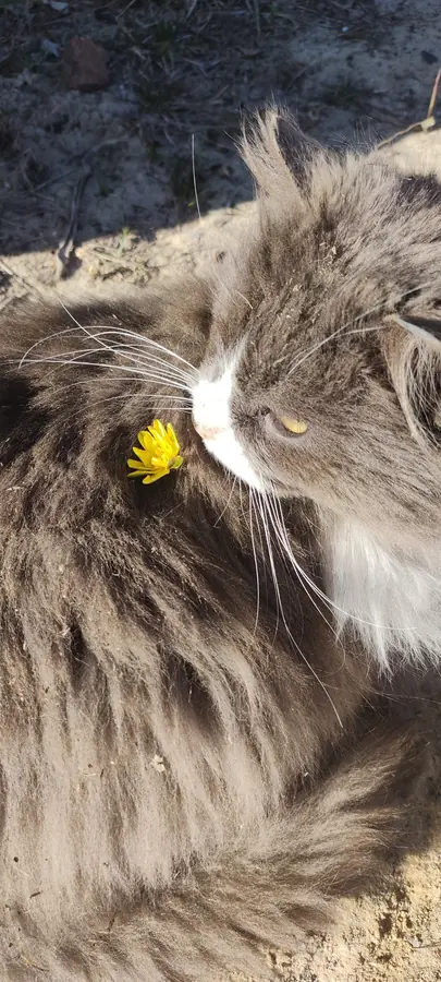 Maksym, the grey cat, close up, a dandelion caught in his fur.