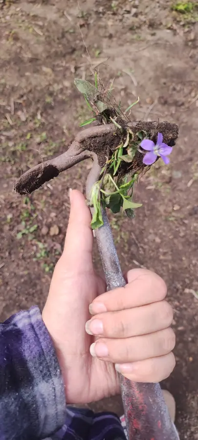 A hand holding a violet with a clump of soil and roots.