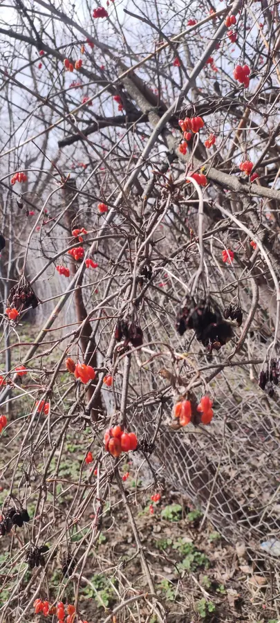 Red berries left on a bare bush.